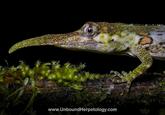 www.Unbound Herpetology.com