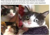 This cat lost vision in one eye, but thanks to modern technological advancements, his vision was repaired. Эл S