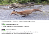 Norwegian forest cat chasing a fox badgirlguitar Look at these majestic idiots NYEH secondlina I love that you can clearly tell from the expressions who is chasing who.