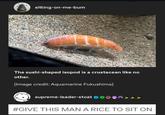 sitting-on-me- The sushi-shaped isopod is a crustacean like no other. (Image credit: Aquamarine Fukushima) supreme-leader-stoat #GIVE THIS MAN A RICE TO SIT ON