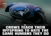 BIRDS Apo CROWS TEACH THEIR OFFSPRING TO HATE THE SAME HUMANS THEY DO