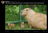 sydney @squid_bees - 11h i like when a baby animal is just a shrunken version of the adult animal 0 194 tl 17K 224K ili 1.3M