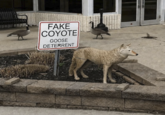 FAKE COYOTE GOOSE DETERRENT