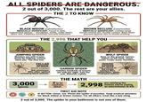 ALL SPIDERS ARE DANGEROUS. 2 out of 3,000. The rest are your allies. THE 2 TO KNOW BLACK WIDOW (Latrodectus) MEDICALLY SIGNIFICANT. Found in dark, undisturbed spaces - woodpiles, sheds, under decks. Bites rare. Fatalities extremely rare with treatment. BROWN RECLUSE (Loxosceles) MEDICALLY SIGNIFICANT. Limited range (south-central US). Avoids contact. Bites when pressed against skin in stored clothing. THE 2,998 THAT HELP YOU JUMPING SPIDER Watches you with 8 eyes. Hunts by stalking. Cannot harm you. The cute one. CELLAR SPIDER (daddy longlegs) Not venomous. Kills other spiders including black widows. 3,000 H species. www GARDEN SPIDER Catches hundreds of insects per web per night. Eats the web. Rebuilds nightly. THE MATH 2 to be cautious about. WOLF SPIDER Runs on the ground. Carries babies on her back. Hunts pests. Looks scary. Harmless. HOUSE SPIDER The cobweb in the corner catches flies, mosquitoes, gnats. Free pest control. 2,998 FIRST AID NOTE are catching the insects you're paying an exterminator to kill. IF BITTEN: Clean. Ice. Photo the spider if possible. Seek medical attention for black widow or brown recluse. For all others: treat like a bee sting. 2 out of 3,000. The spider in your bathroom is not one of them.