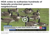 HOA votes to euthanize hundreds of federally protected geese in neighborhood 48 ON YOUR SIDE NEIGHBORHOOD PLANS MASS GEESE KILLING HUNTSVILLE/MADISON PINNACLE Home Improvements SCOTTSBORO 76 CLEAR 10:04 74° 48 ON YOUR WAFF SIDE An HOA board in Madison voted to euthanize hundreds of geese living in the Edgewater neighborhood. (Source: WAFF)
