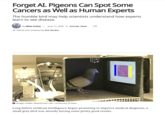 Forget AI. Pigeons Can Spot Some Cancers as Well as Human Experts The humble bird may help scientists understand how experts learn to see disease. by Mihai Andrei June 12, 2026 in Animals, News AA Edited and reviewed by Zoe Gordon Image credits: Wasserman Lab / University of Iowa Long before artificial intelligence began promising to improve medical diagnosis, a small gray bird was already having some pretty good results.