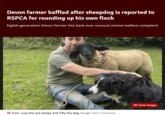 Devon farmer baffled after sheepdog is reported to RSPCA for rounding up his own flock Eighth-generation Devon farmer hits back over unusual animal welfare complaint Tom, Lucy the pet sheep and Tilly the dog (Image: Tom Trueman) View Image