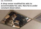 mackattack A shop owner modified his attic to accommodate his cats. Now he is under constant observation. 37