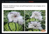 From funnycats community on Reddit Never before has anything been so angry at a watermelon