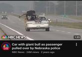 7 NBC NEWS Car with giant bull as passenger LIVE pulled over by Nebraska police NBC NEWS NBC News 24M views • 2 years ago . 549 Ave 1:23