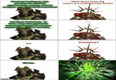 Good luck hurting my ship primitive! it's shielded against reality warping, esoteric energies, and dimensional incursions! What about really big rocks? Is it shielded from those? Hal Sheer foolishness To throw a big rock against the technological might of a Necron capital ship would be incredibly imgilp.com Primitive? 000 Oh f--