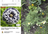 อ You purchased this item on 25 May 2025 See order details IN 120 BASKETS D: 698 Award Winning Grey Poppy - 100x Seeds - Flower Yorkshire Seeds (78677) 99.9% positive Message