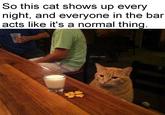 So this cat shows up every night, and everyone in the bar acts like it's a normal thing. @Viral Cats