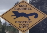 MAD SQUIRREL PROTECT YOUR NUTS
