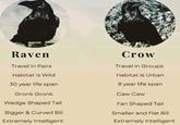 Raven Travel in Pairs Habitat is Wild 30 year life span Gronk Gronk Wedge Shaped Tail Bigger & Curved Bill Extremely Intelligent Crow Travel in Groups Habitat is Urban 8 year life span Caw Caw Fan Shaped Tail Smaller and Flat Bill Extremely Intelligent