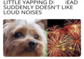 LITTLE YAPPING D IEAD SUDDENLY DOESN'T LIKE LOUD NOISES