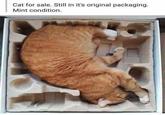 Cat for sale. Still in it's original packaging. Mint condition.