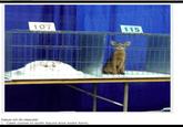 107 115 haus-of-ill-repute: Cats come in both liquid and solid form.