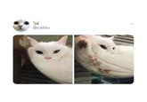 式 @catsu