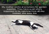 My mother works at a nursery for garden supplies. They have a cat who's supposed to be catching mice all day. Instead, she does this