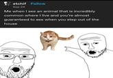 etchif Follow Sep 24 Me when I see an animal that is incredibly common where I live and you're almost guaranteed to see when you step out of the house