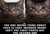 Admits THE ONE WEIRD THING ABOUT CATS IS THAT 'MURDER MODE' ISN'T THE FIRST PHOTO BUT THE SECOND ONE