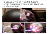 Because we all need it, here's what happens when a cat touches a plasma ball PAWSPROMISE.COM