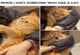 WHEN I VISIT SOMEONE WHO HAS A CAT imgflip.com