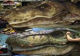 JURASSK PARK THE LOST WORLD JURASSIC PARK