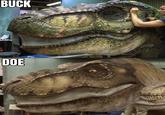 BUCK DOE