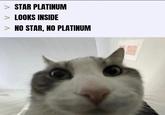 STAR PLATINUM LOOKS INSIDE NO STAR, NO PLATINUM