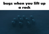 bugs when you lift up a rock