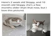 Here's 2 week old Skippy, and 10 month old Skippy. (he's a few months older than that now, but i love this picture)