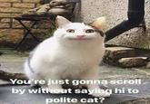 You're just gonna scroll by without saying hi to polite cat?