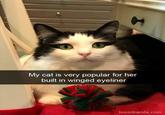 t My cat is very popular for her built in winged eyeliner boredpanda.com