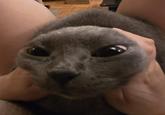 Happy Cats