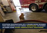 Exp Exche tun Syst Sk. Jikes A 7442 STATION DALMATIAN OF 6 YEARS NOW SHARES THE JOB WITH A CAT WHO 'RESPONDS' TO EVERY ALARM AND DOES ABSOLUTELY NOTHING