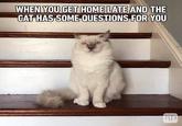 WHEN YOU GET HOME LATE AND THE CAT HAS SOME QUESTIONS FOR YOU RD