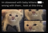 im obsessed with baby kittens wrong with them.. look at this thing IS