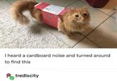 asin I heard a cardboard noise and turned around to find this tredlocity
