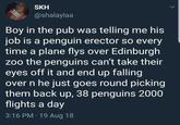 SKH @shalaylaa Boy in the pub was telling me his job is a penguin erector so every time a plane flys over Edinburgh zoo the penguins can't take their eyes off it and end up falling over n he just goes round picking them back up, 38 penguins 2000 flights a day 3:16 PM 19 Aug 18