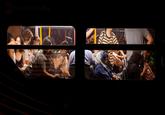 HUP ONLY New York City Bus