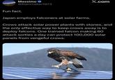 Massimo → @Rainmaker1973 X.com Fun fact. Japan employs falconers at solar farms. Crows attack solar power plants with stones, and the only effective way to keep crows away is to deploy falcons. One trained falcon making 60 attack sorties a day can protect 100,000 solar panels from vengeful crows.