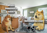 Whamt happemed to himm? Outfreaked by a foid.