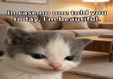 In case no one told you today, I'm beautiful. @Viral Cats