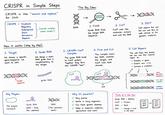 CRISPR in Simple Steps CRISPR is like "search and replace" for DNA. CRISPR = Clustered The Big Idea: MAM Regularly Interspaced Short (sounds complex, works simple!) DNA Palindromic Repeats How it works (step by step): →>> HINTA 1. FIND Guide RNA finds the target DNA sequence. ->>> → MIINNN 2. CUT Cas9 acts like molecular scissors and cuts the DNA. 3. EDIT Cell repairs the cut. We can use this to add, remove or fix genetic material. 1. Target 2. Guide RNA We choose a specific We design a short gene/sequence we want to edit. RNA guide that is Complementary to the target. 3. CRISPR-Cas9 Complex The guide RNA binds to Cas9 protein. Together they form the CRISPR "tool". 4. Find and Cut The complex scans the DNA, matches the target, and Cas9 cuts both strands. 5. Cell Repairs The cell fixes the break. We can use this natural repair to: •Disable a gene Insert new gene Correct a mutation. MMMMM "target sequence guide RNA Cas9 Cas9 cut MIX MIXXMININ gene disabled (deletion) new gene inserted mutation MIXXX corrected 0៛ Key Players: Why it's powerful? Think of it like this: The enzyme (scissors) mman Guide RNA (GPS finds the address) MMX ✓ Very precise Guide RNA Address Works in many organisms Cas9 = Scissors CAT DNA Can treat genetic diseases DNA = Book (The instruction book) Helps in research, medicine, agriculture and more! SAT →>>> CAT HAT BAT 8-8 BAT Edit = Change a word in the book