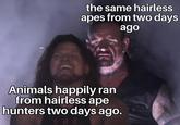 the same hairless apes from two days ago Animals happily ran from hairless ape hunters two days ago.