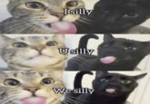 Isilly Usilly We silly