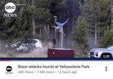 abc NEWS MacLeod abc NEWS Bison attacks tourist at Yellowstone Park ABC News 1.4M views 14 hours ago 1:20