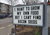 NEW LOOK BEAMTE SALON, I WANT TO GROW MY OWN FOOD BUT I CANT FIND BACON SEEDS